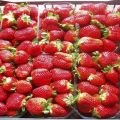 strawberries-08