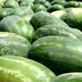 watermelons-06a